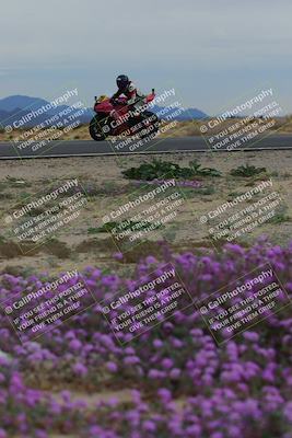 media/Jan-14-2023-SoCal Trackdays (Sat) [[497694156f]]/Turn 14 Exit Bloomig (145pm)/